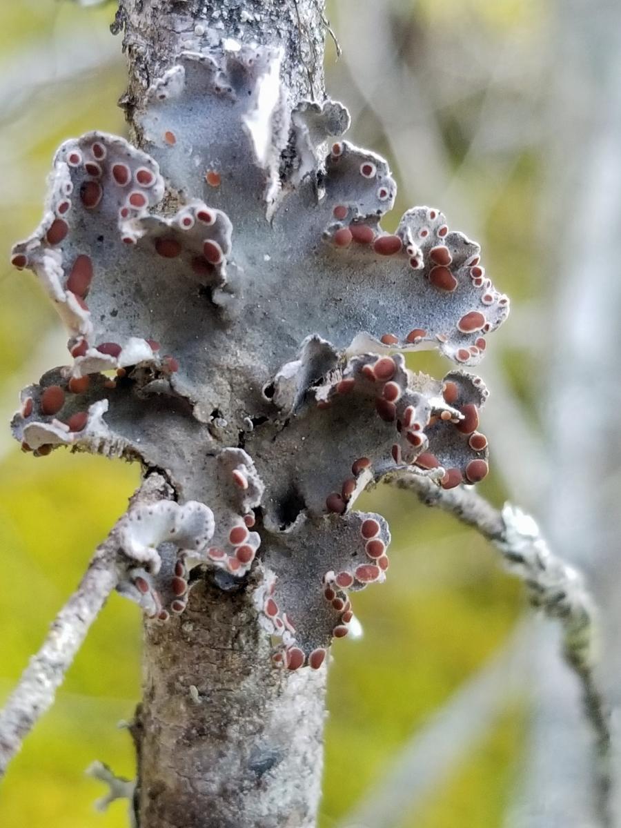 The boreal felt lichen 